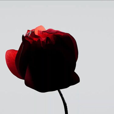 Power Infusing Serum, 