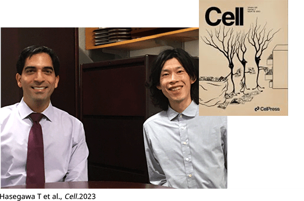 Hasegawa T et al., Cell.2023